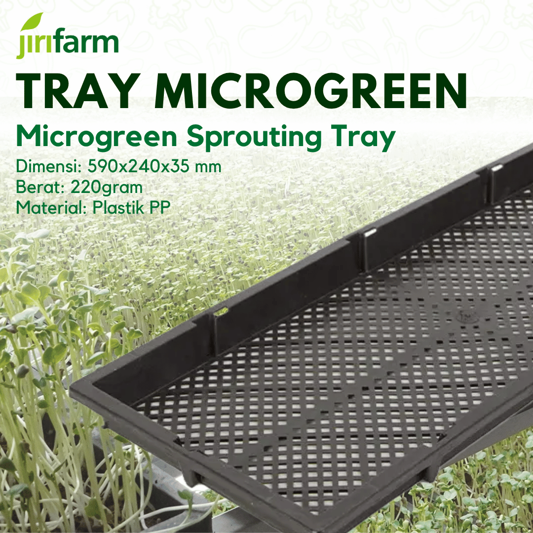 JIRIFARM - Tray Semai Bibit Microgreen Microgreens Wheat Sprouts Paddy / Rice Seedling