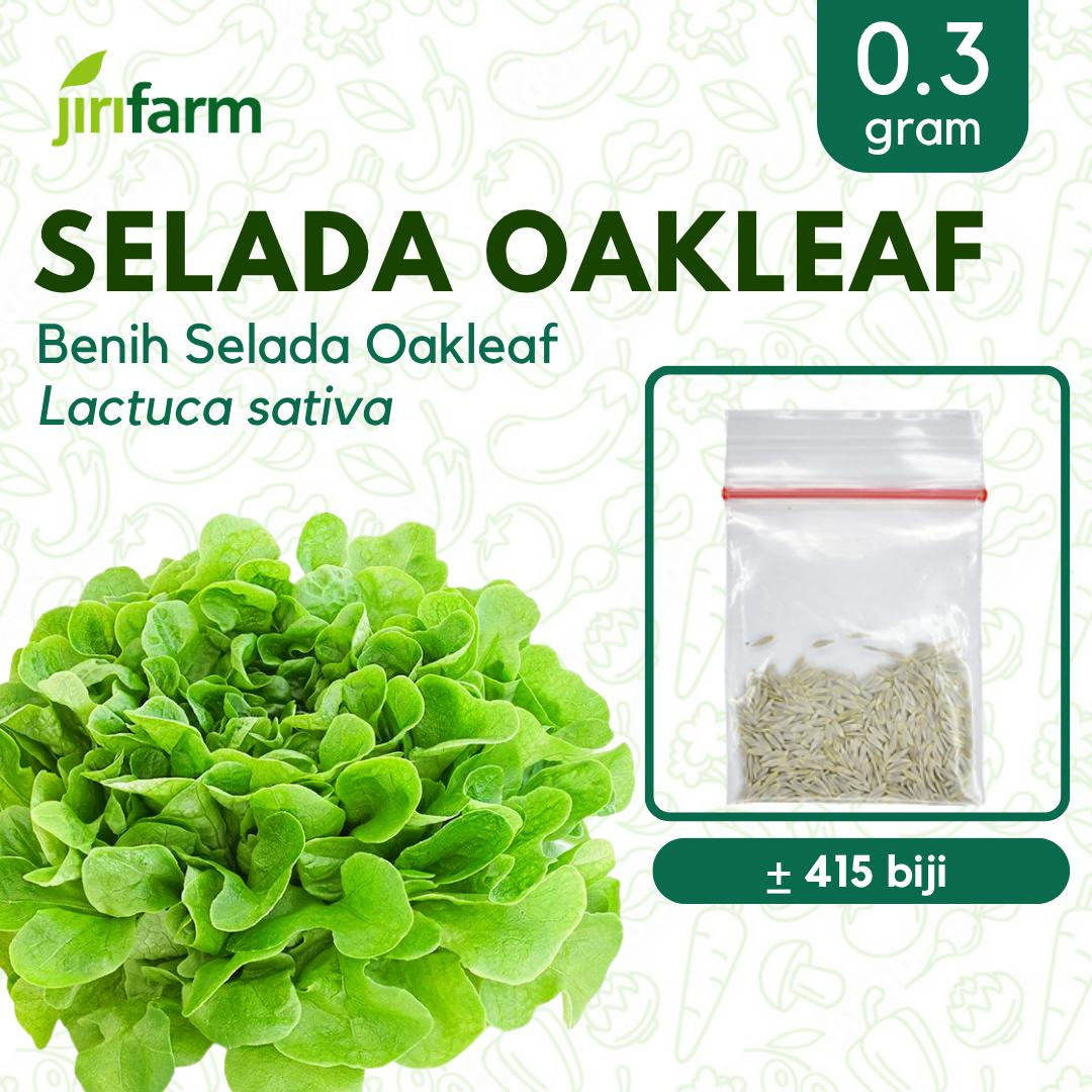JIRIFARM - Benih Bibit Selada Oakleaf Tanaman Sayuran Seribuan Unggul