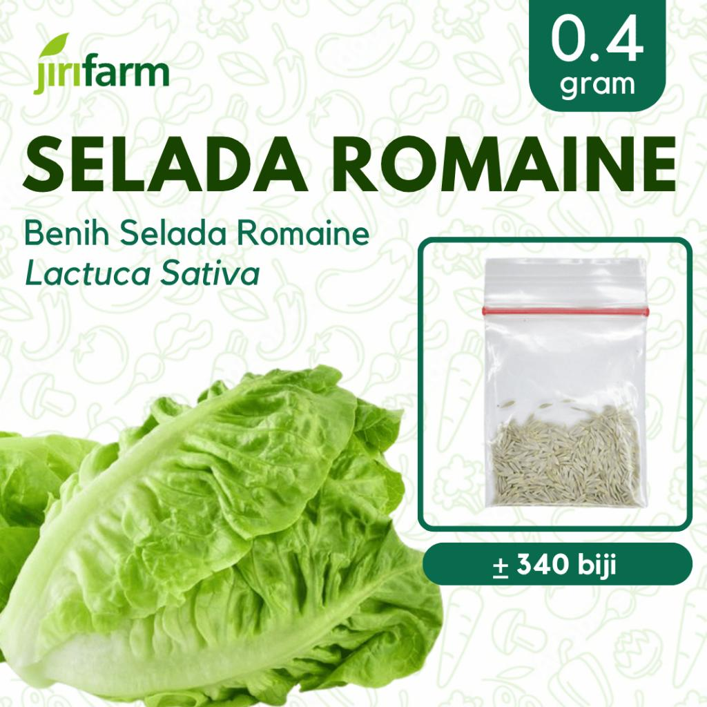 JIRIFARM - Benih Bibit Selada Romaine Tanaman Sayuran Seribuan Unggul