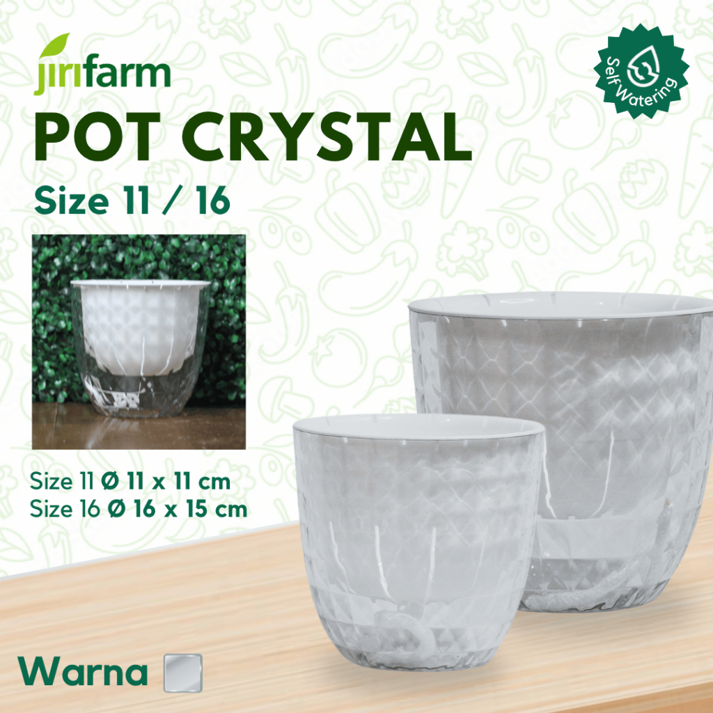 JIRIFARM - Pot Bunga Transparan Diamond Size 11 16 - Tanaman Hias Otomatis Self Watering Pot Unik